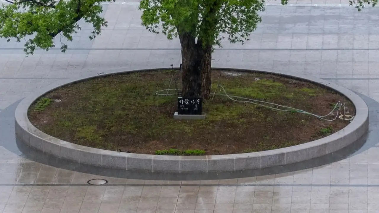 九一麻花传剧mv免费观看影视大全图标
